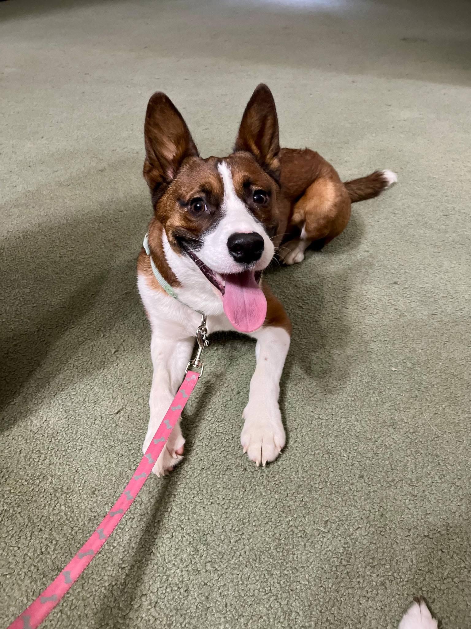 Enlarge Ranger, a Adoptable Mixed Breed in Fairmont, WV image 1/3