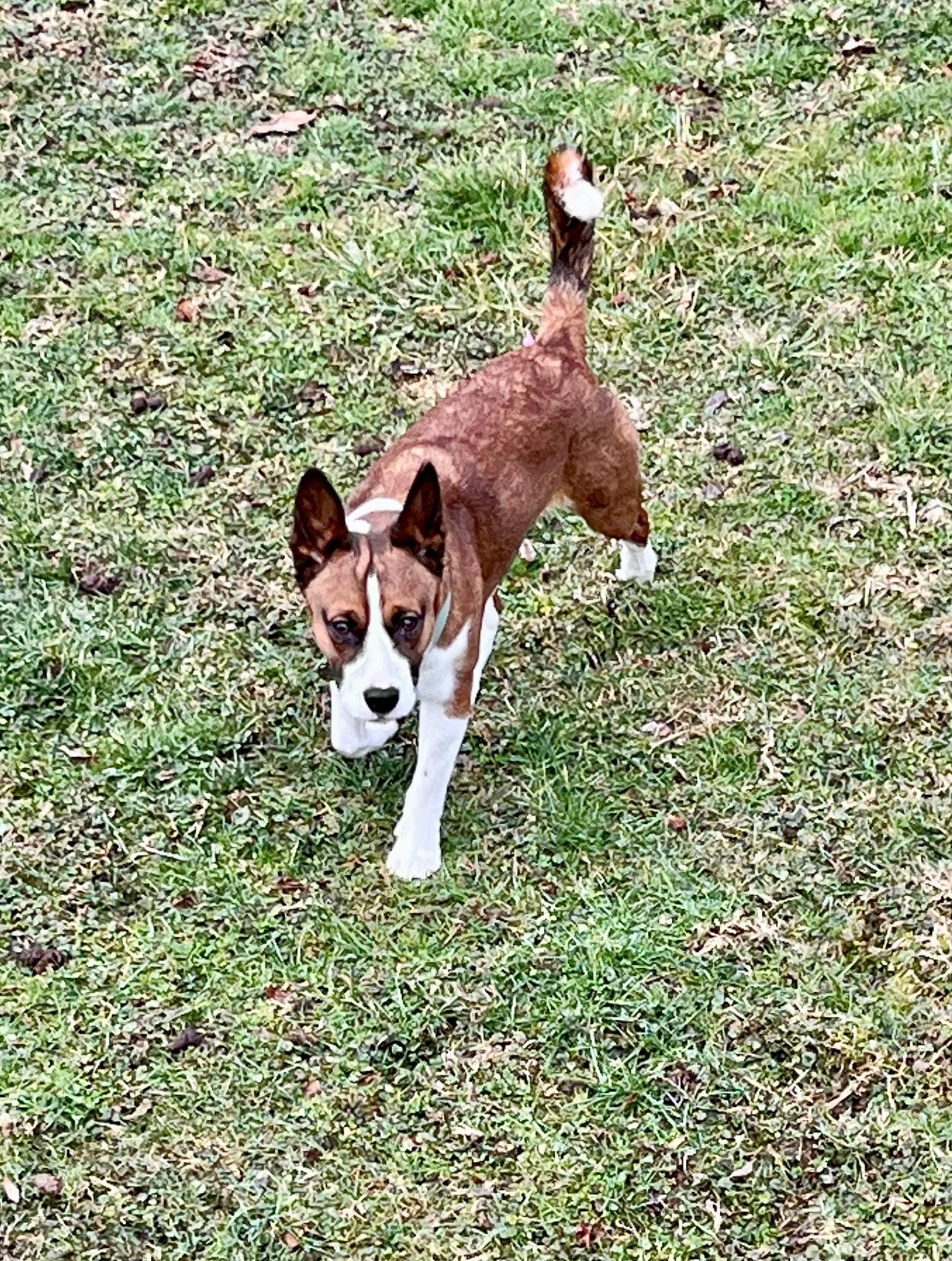 Enlarge Ranger, a Adoptable Mixed Breed in Fairmont, WV image 2/3