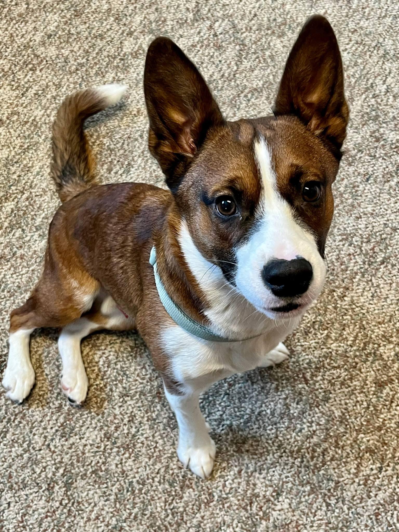 Enlarge Ranger, a Adoptable Mixed Breed in Fairmont, WV image 3/3