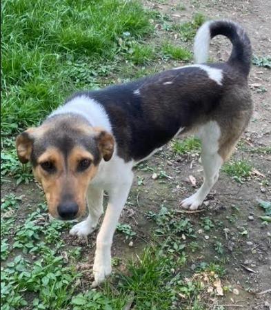 Sami, Adoptable, Adult Female Australian Shepherd & Beagle.