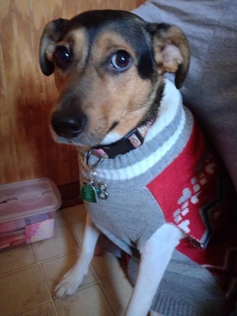 Enlarge Sami, a Adoptable mixed breed in Effingham, IL image 1/3