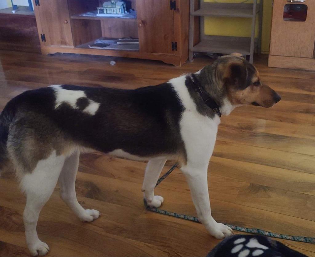 Sami, a Adoptable mixed breed in Effingham, IL image 3/3