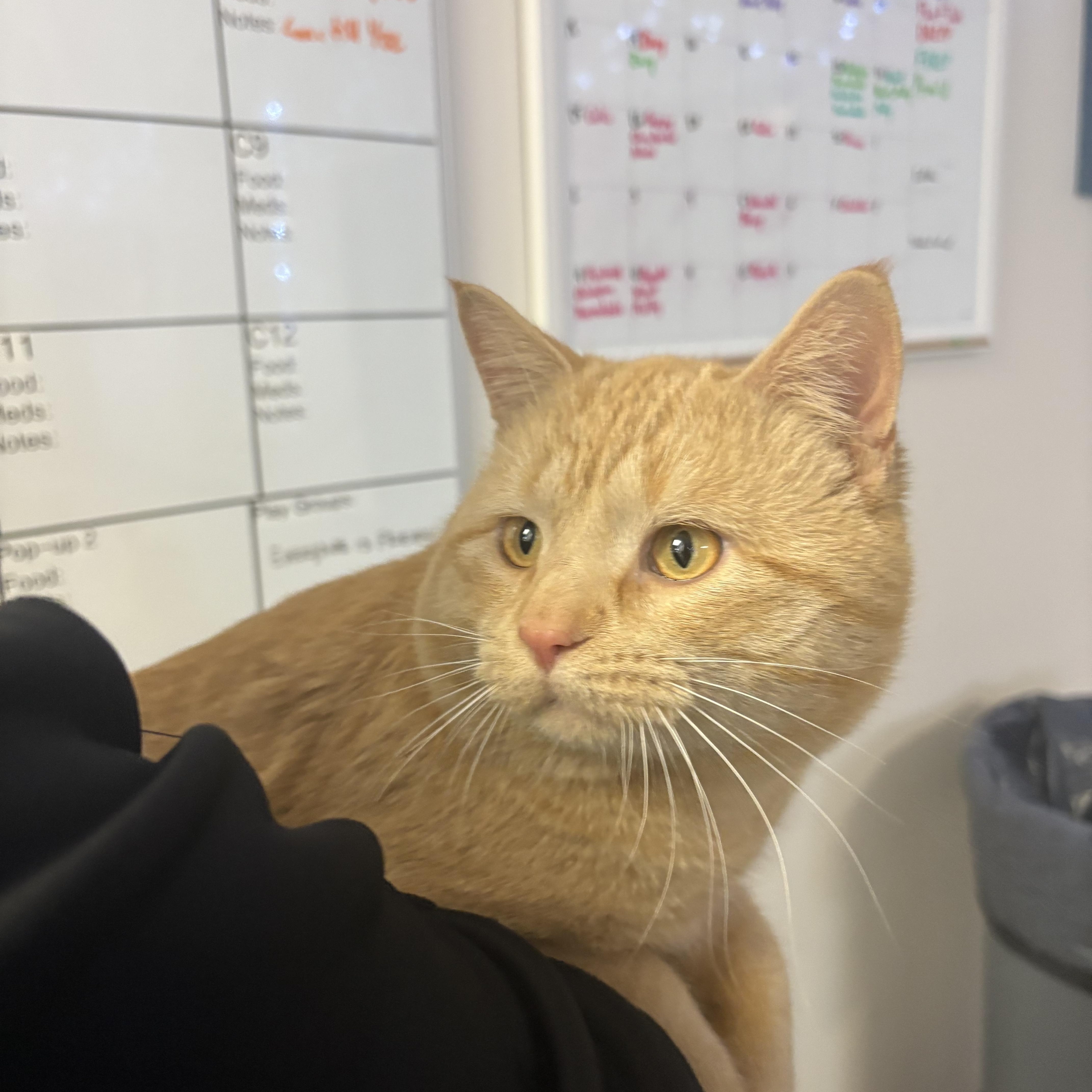 Chunky, adopted, Adult Male Domestic Short Hair.