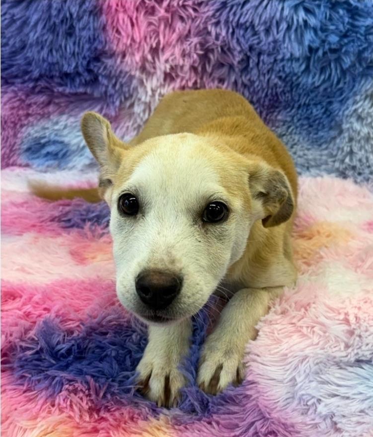 Sadie, Adoptable, Puppy Female German Shepherd Dog & Cattle Dog.