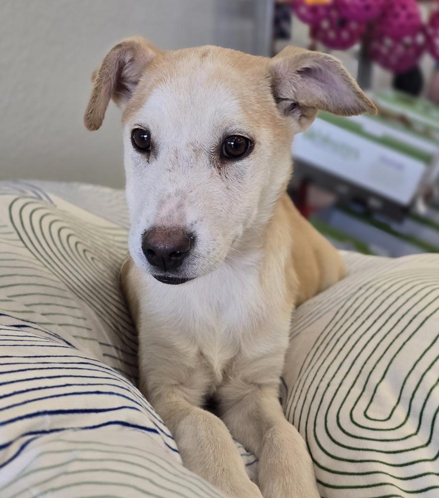 Enlarge Sadie, a Adoptable mixed breed in Sedalia, CO image 2/2