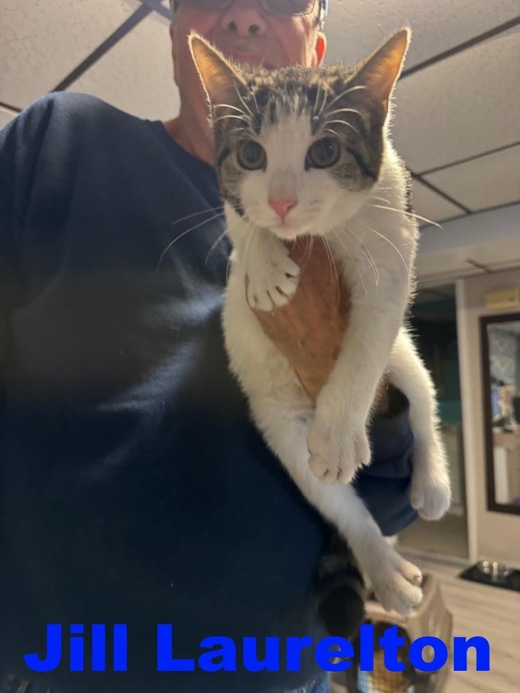 Jill Laurelton, Adoptable, Kitten Female Domestic Short Hair.