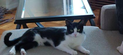 Enlarge Nyx, a Adoptable mixed breed in Washington, DC image 1/3