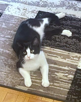 Enlarge Nyx, a Adoptable mixed breed in Washington, DC image 2/3