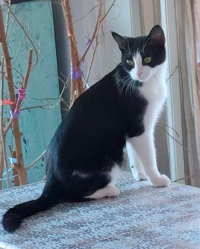 Enlarge Nyx, a Adoptable mixed breed in Washington, DC image 3/3