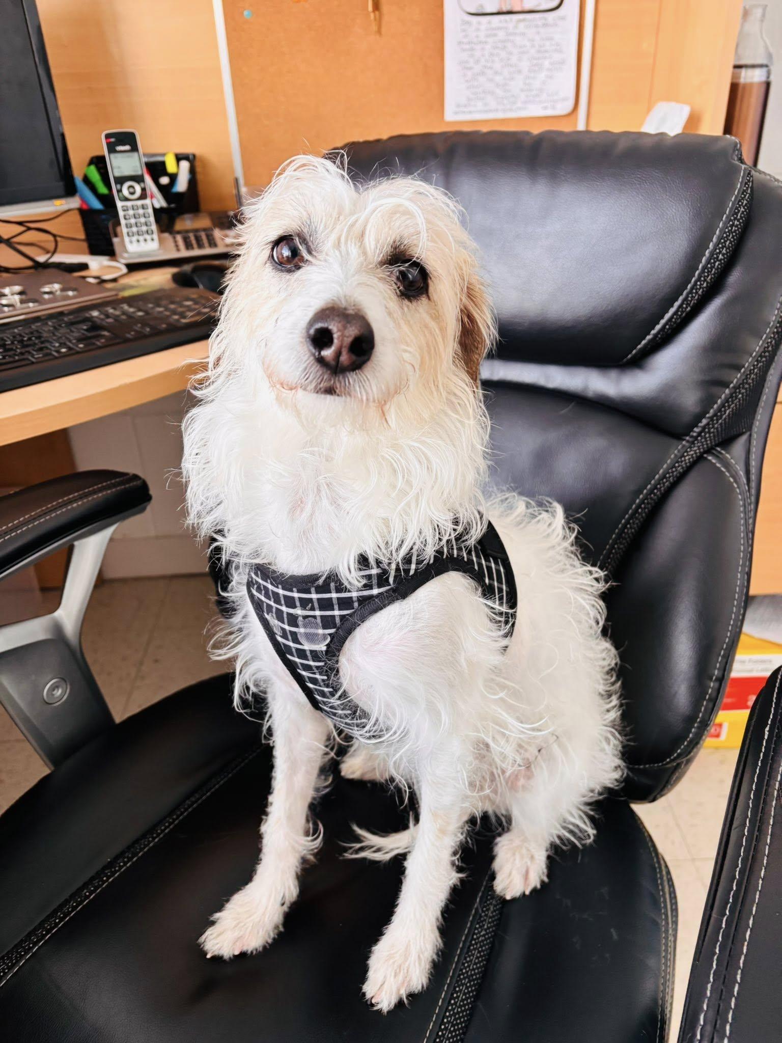 Cindy Lou, ADOPTABLE, Adult Female Terrier.