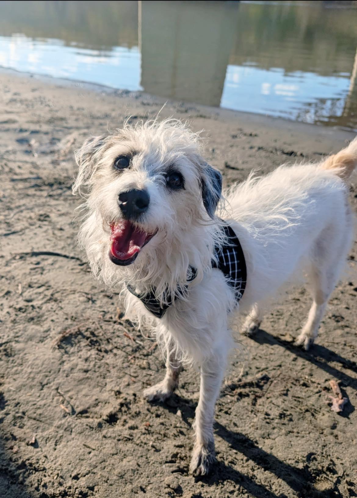 Cindy Lou, a ADOPTABLE mixed breed in Edmonton, AB image 5/5