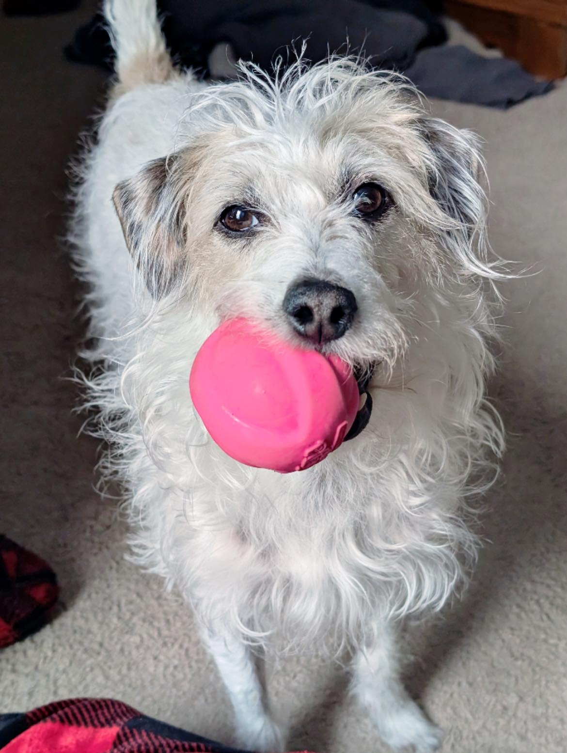 Cindy Lou, a ADOPTABLE mixed breed in Edmonton, AB image 4/5