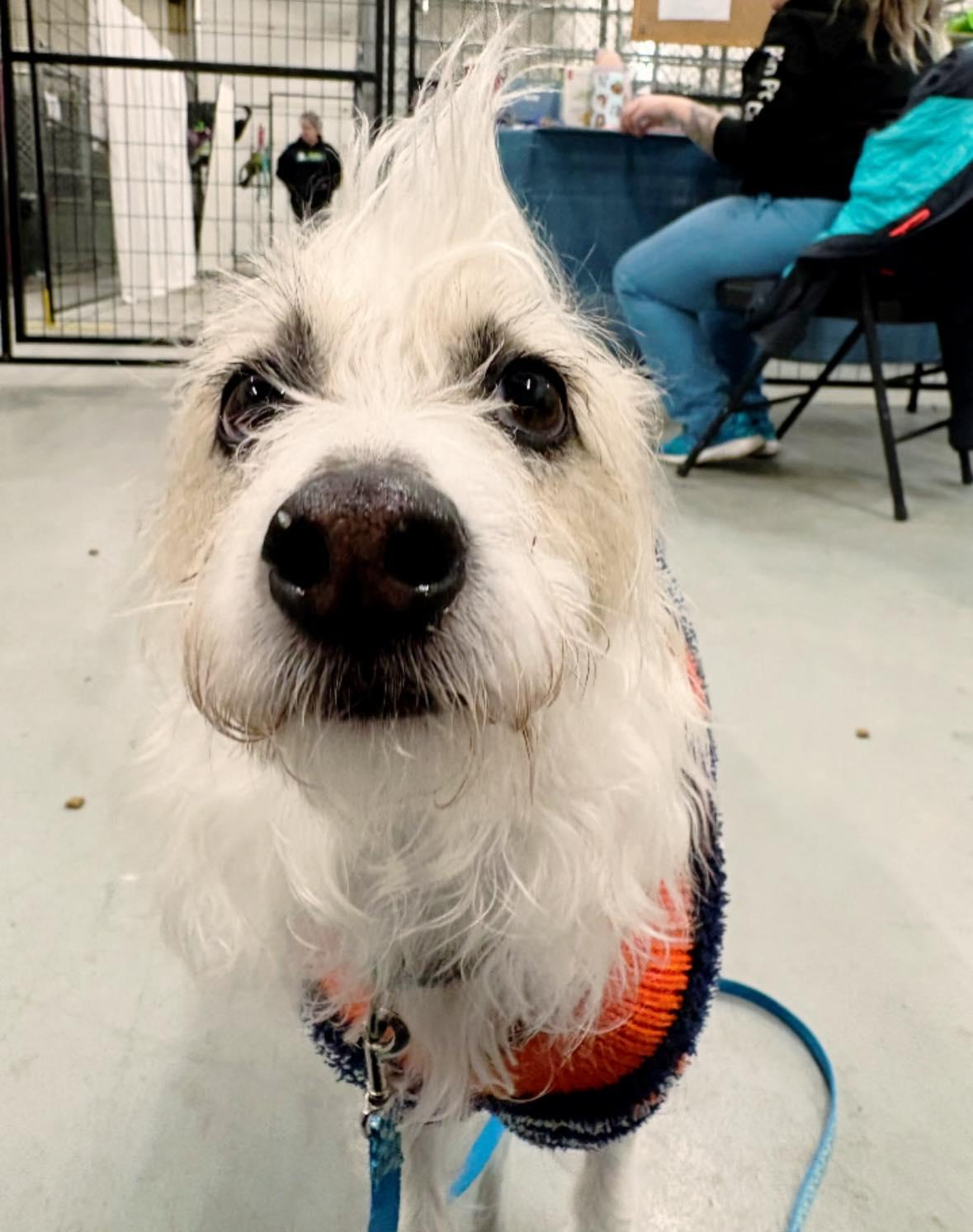 Cindy Lou, a ADOPTABLE mixed breed in Edmonton, AB image 3/5