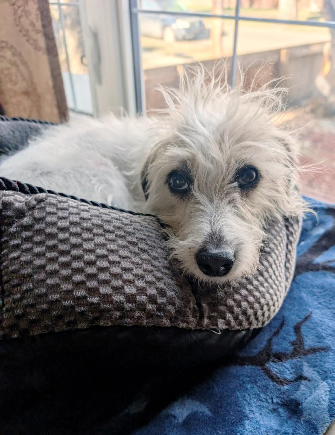 Cindy Lou, a ADOPTABLE mixed breed in Edmonton, AB image 2/5