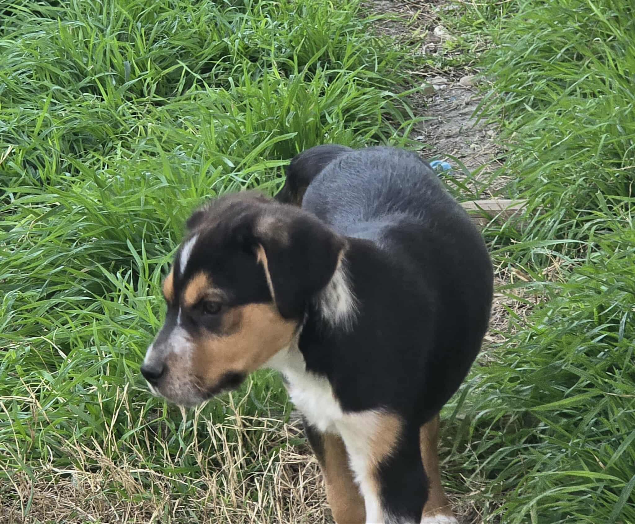 Enlarge Maverick, an adopted mixed breed in Kennewick , WA image 5/6