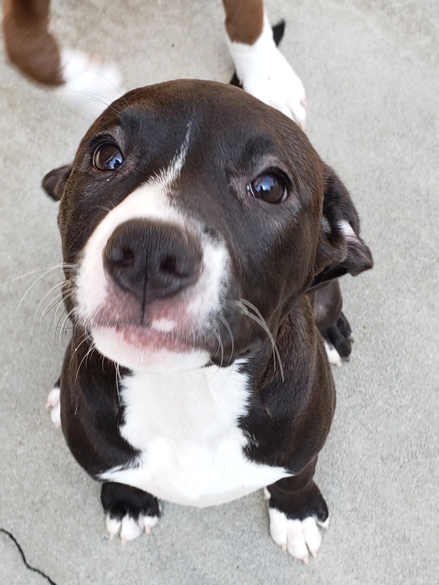 Rae, a Adoptable mixed breed in Morganton, NC image 1/2