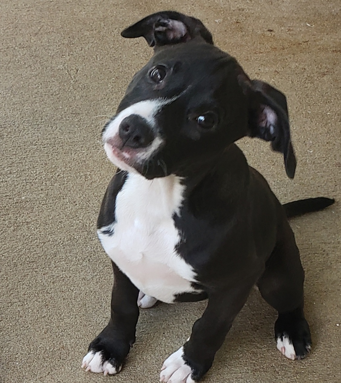 Rae, a Adoptable mixed breed in Morganton, NC image 2/2