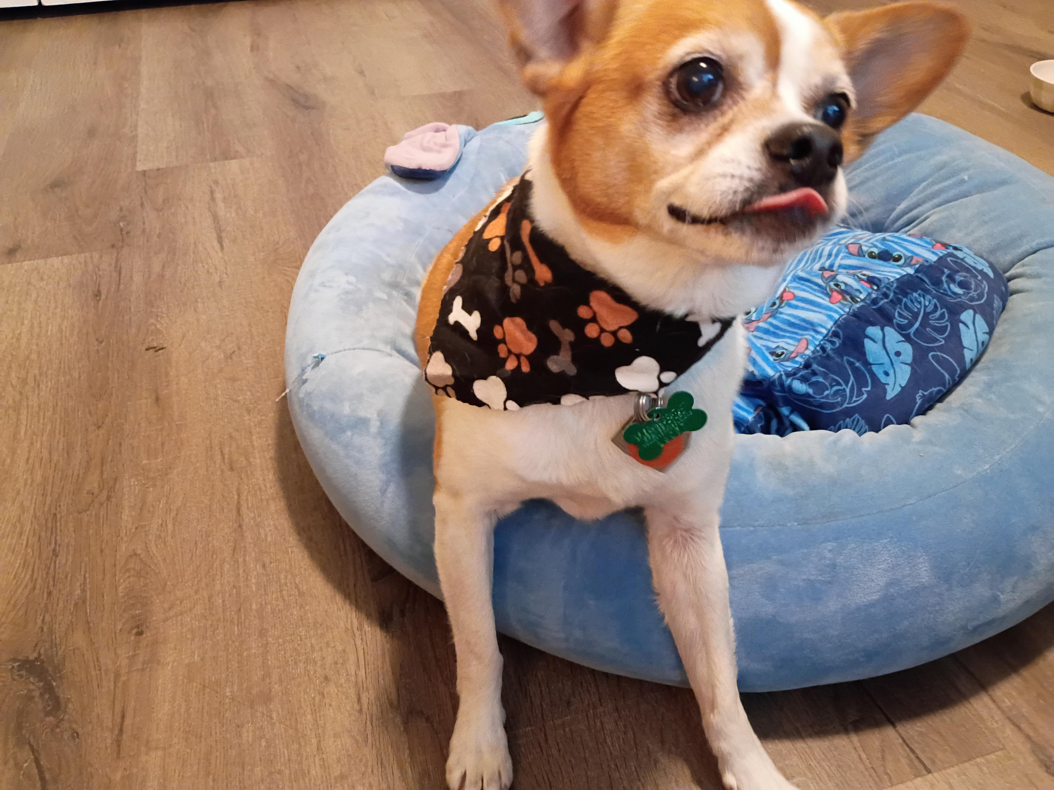 Opie, a ADOPTABLE mixed breed in Aurora, IL image 6/6