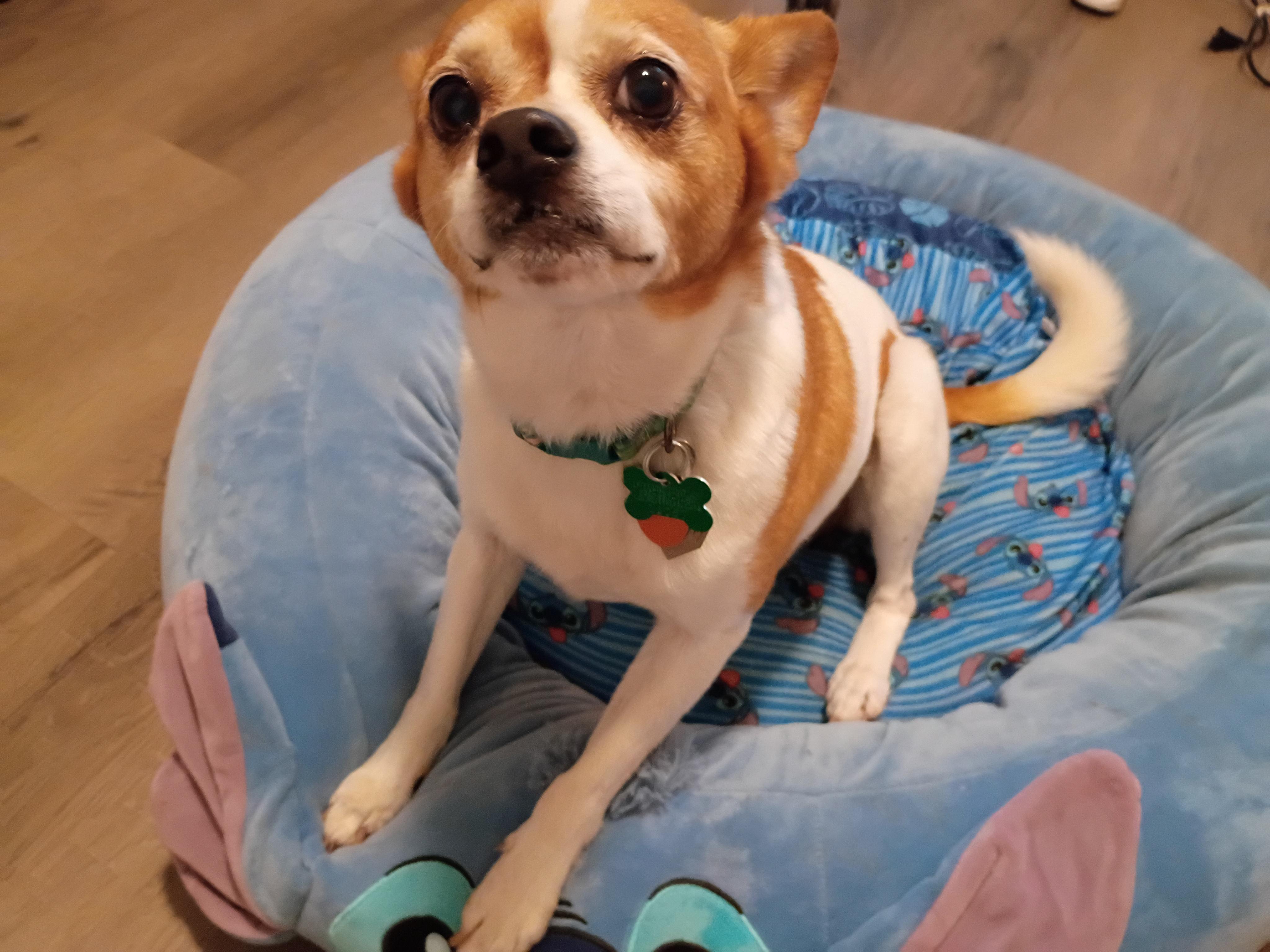 Opie, a ADOPTABLE mixed breed in Aurora, IL image 5/6
