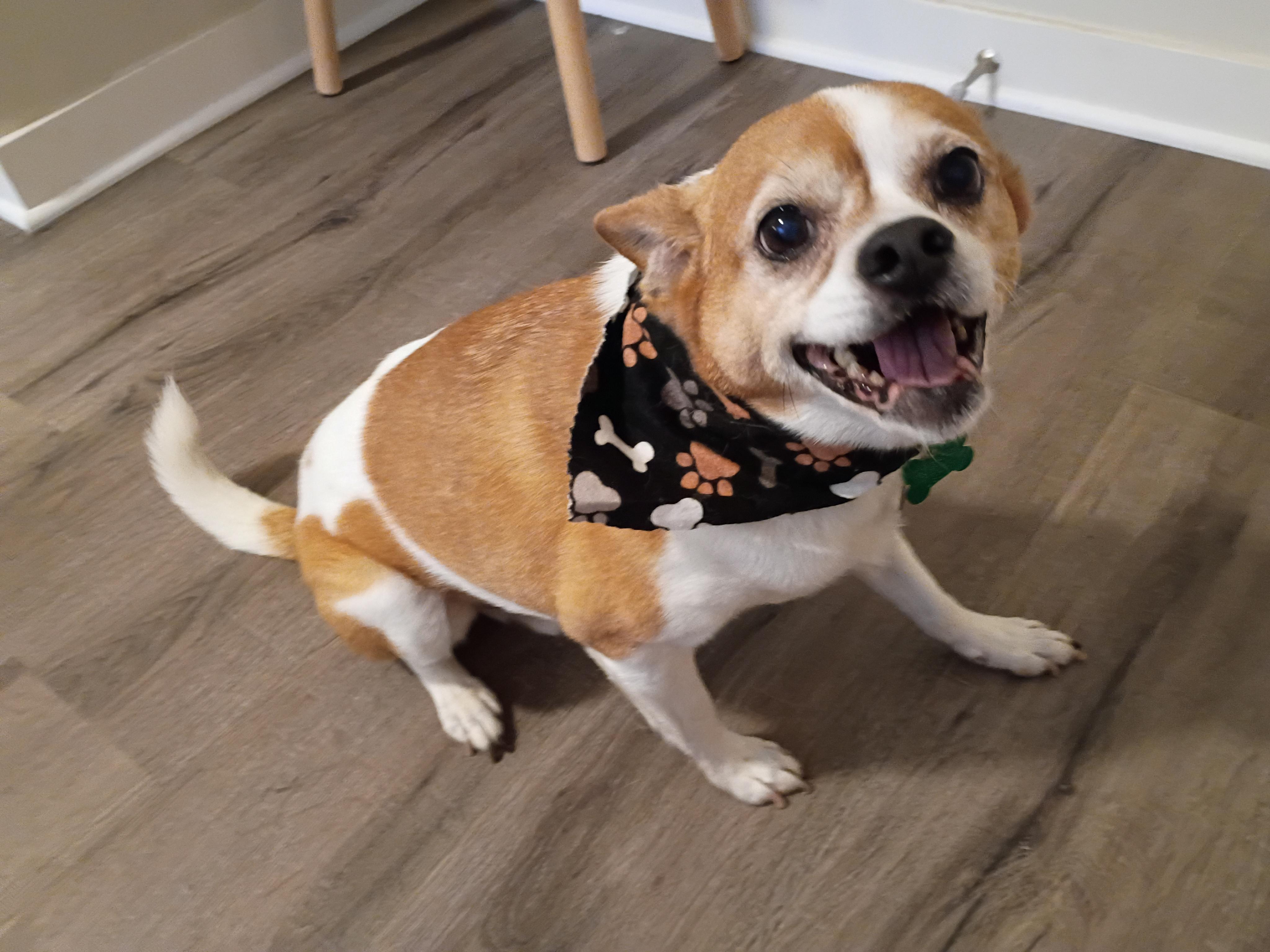 Opie, ADOPTABLE, Senior Male Chihuahua & Pug.