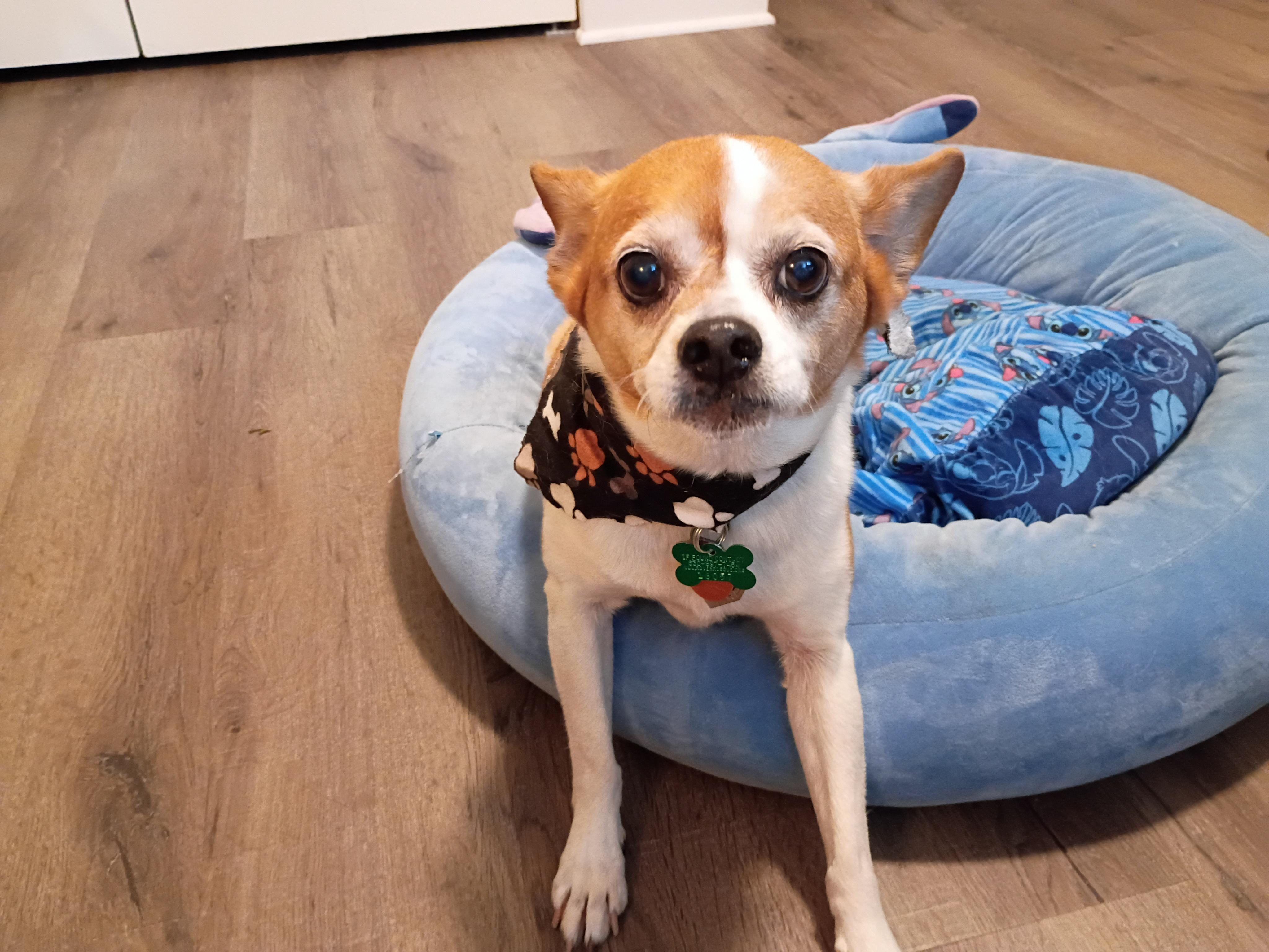 Opie, a ADOPTABLE mixed breed in Aurora, IL image 3/6