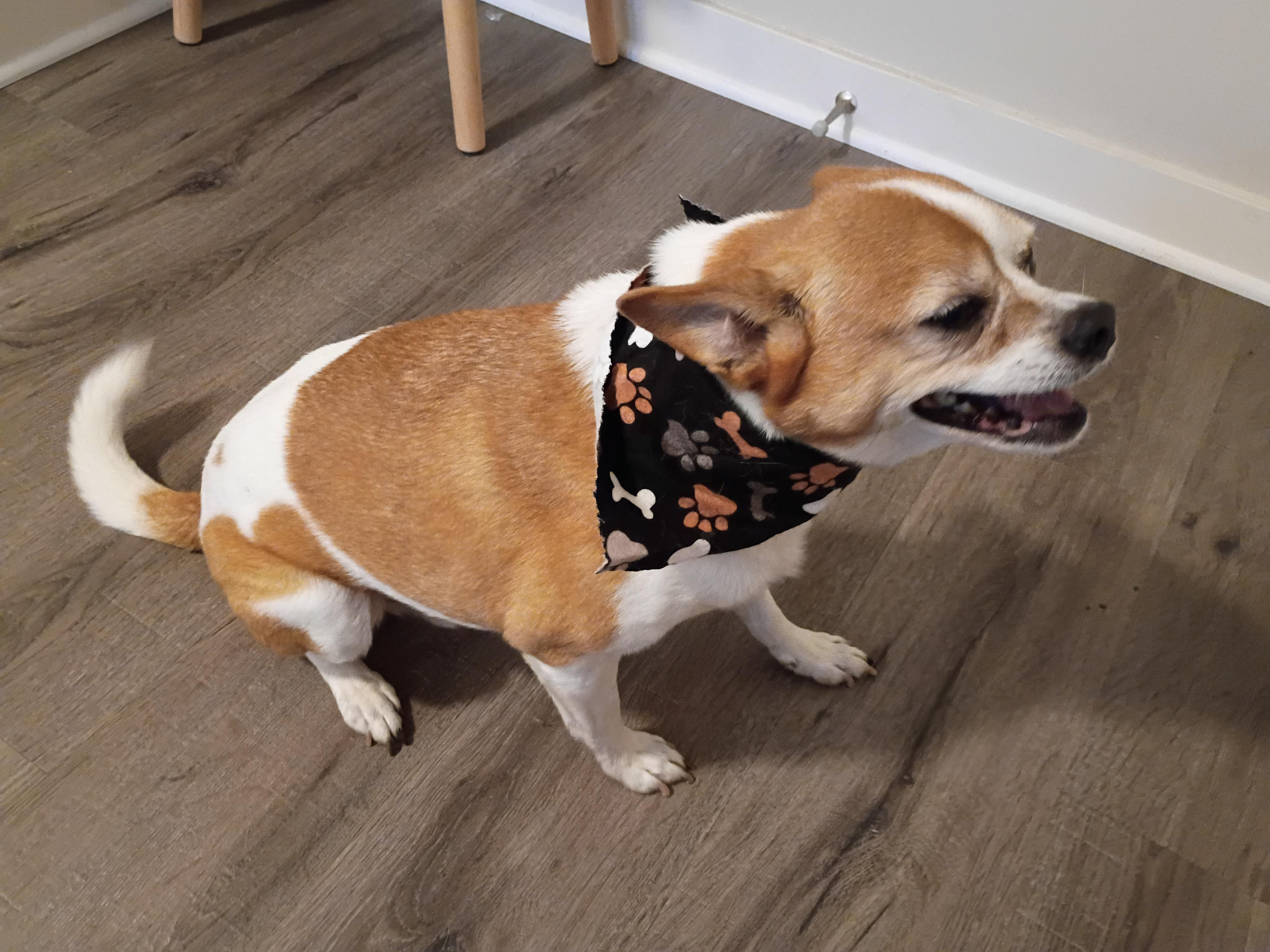 Opie, a ADOPTABLE mixed breed in Aurora, IL image 4/6