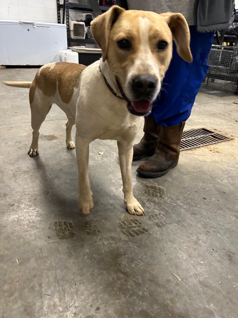Enlarge Leo, a Adoptable mixed breed in Oxford, NC image 1/2