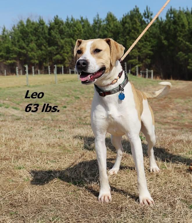 Enlarge Leo, a Adoptable mixed breed in Oxford, NC image 2/2