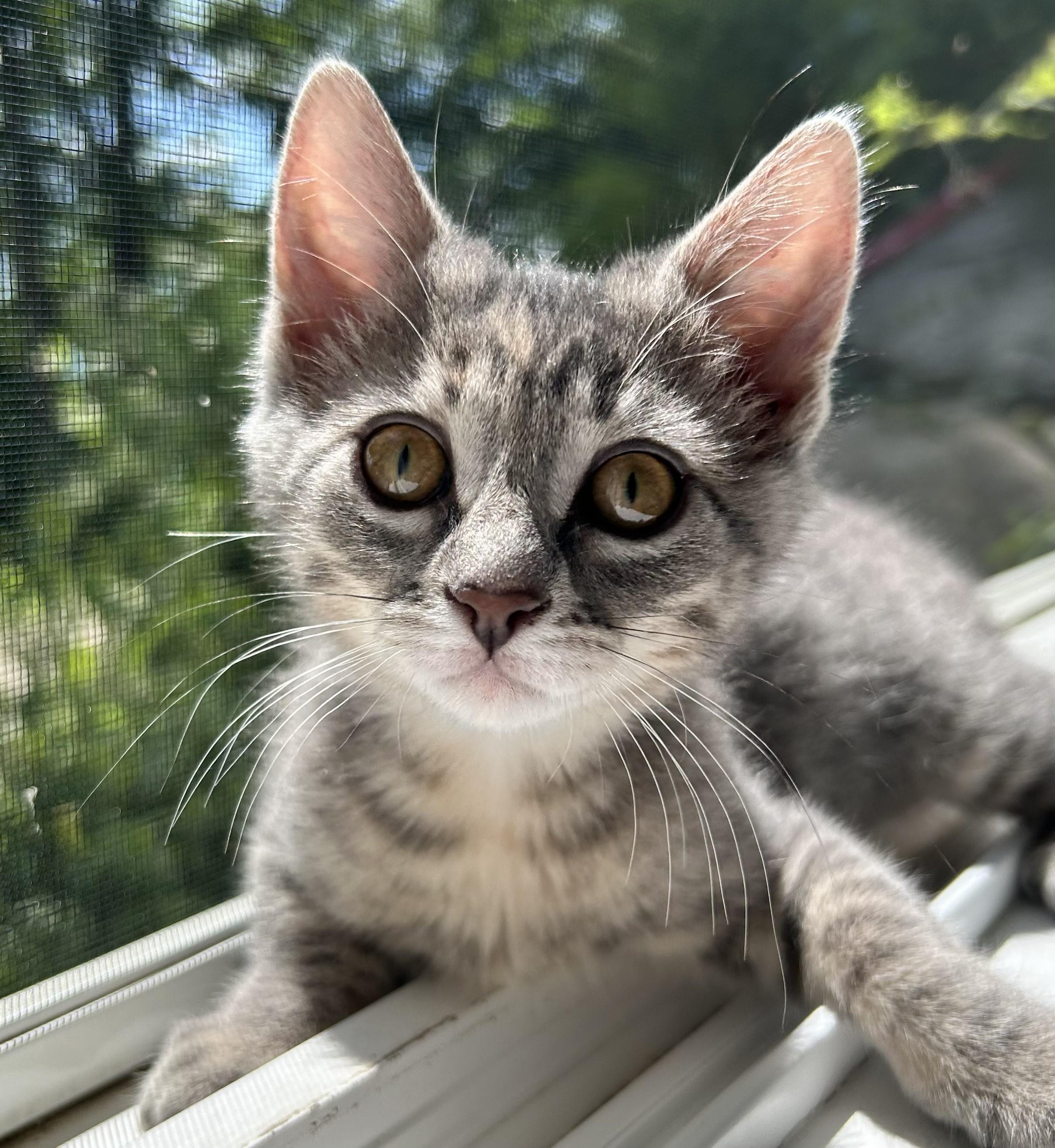 Tweety, Adoptable, Kitten Female Domestic Short Hair.