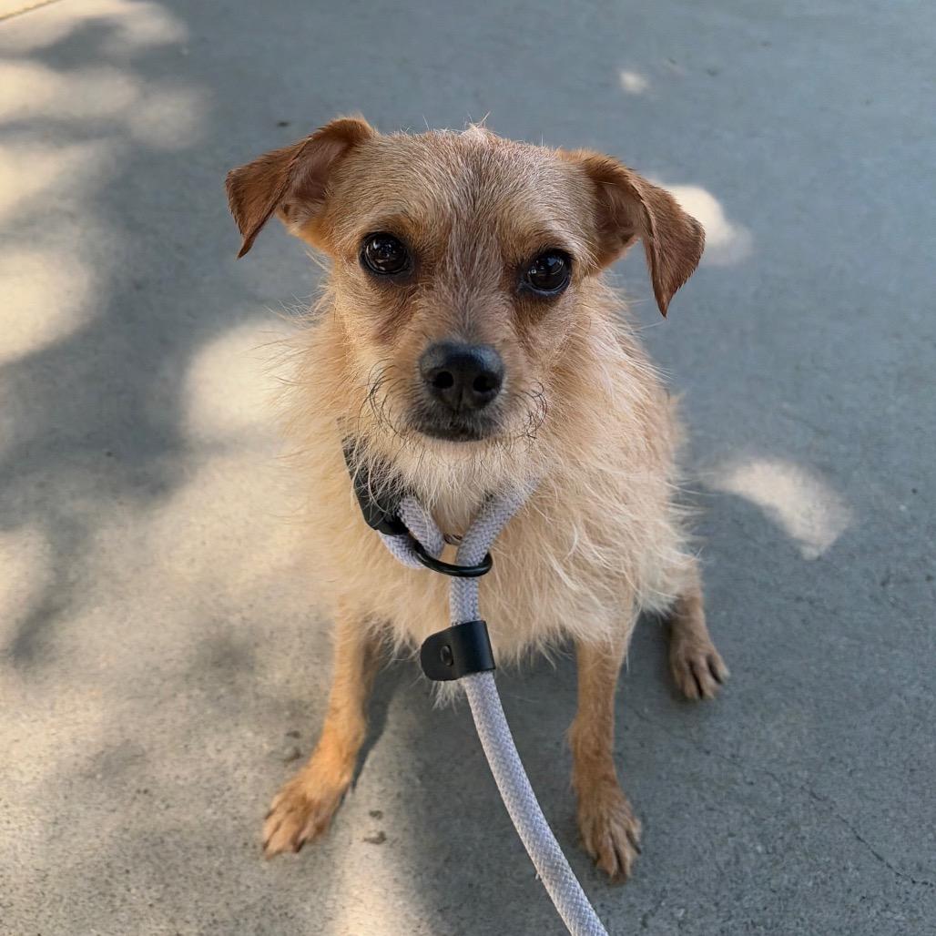 Naga, Adoptable, Adult Female Wirehaired Terrier & None.