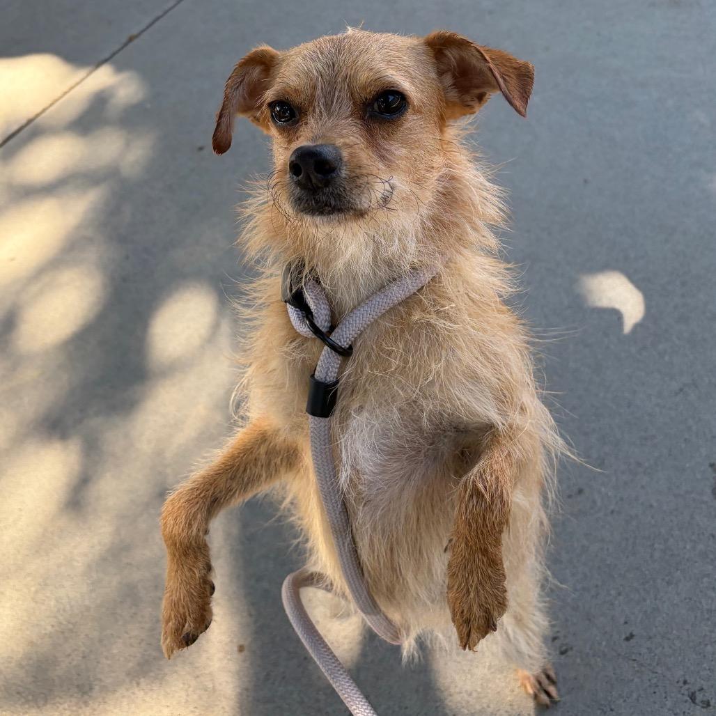 Naga, a Adoptable Wirehaired Terrier in Chico, CA image 2/6
