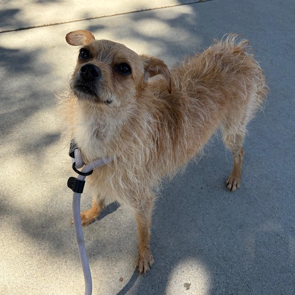 Naga, a Adoptable Wirehaired Terrier in Chico, CA image 3/6
