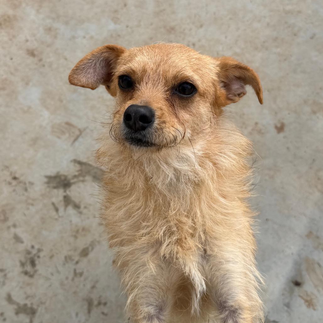 Naga, a Adoptable Wirehaired Terrier in Chico, CA image 4/6