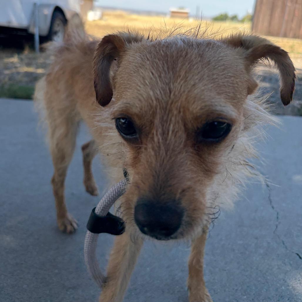 Naga, a Adoptable Wirehaired Terrier in Chico, CA image 5/6