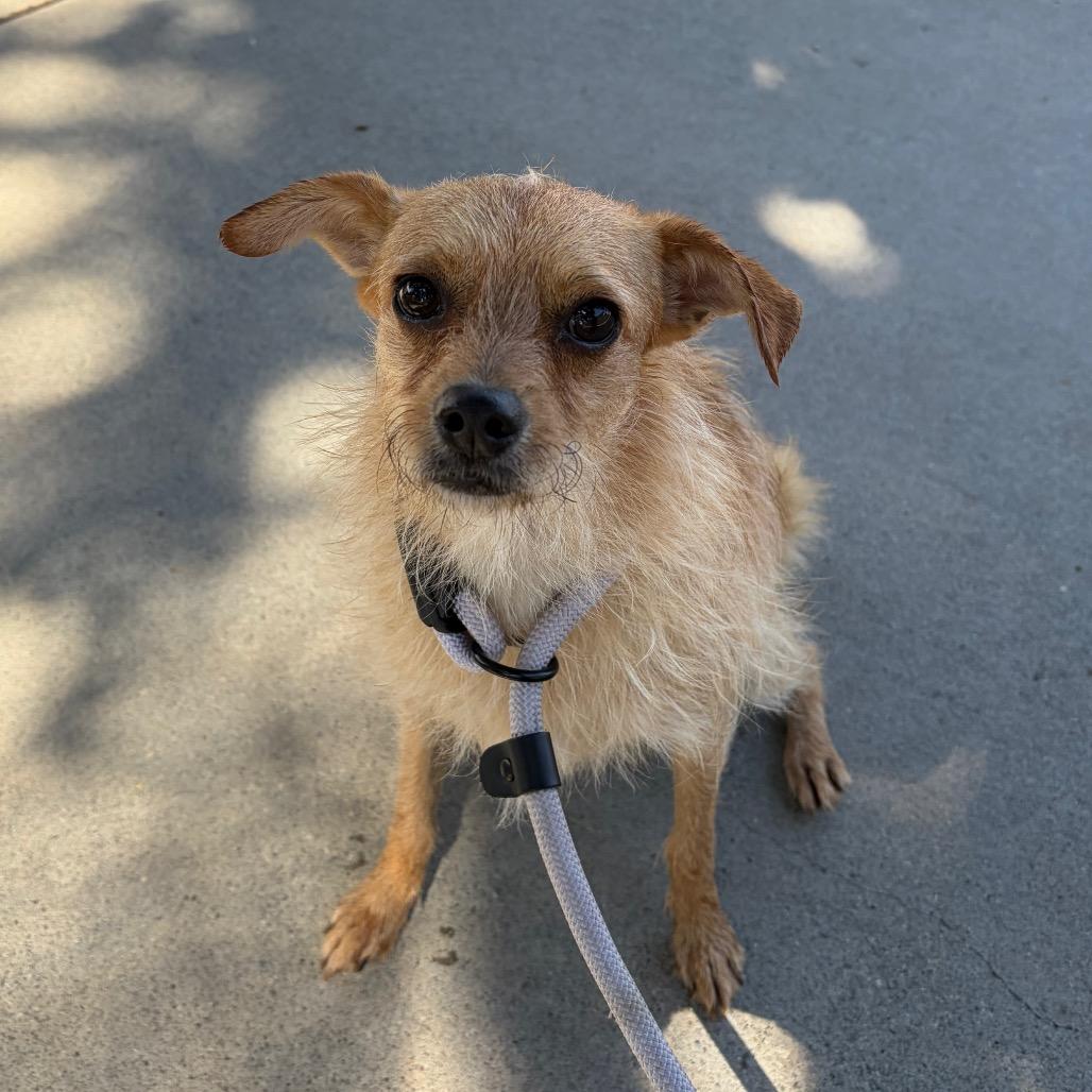 Naga, a Adoptable Wirehaired Terrier in Chico, CA image 6/6
