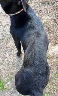 Kodiak   Handsome thumbnail 2