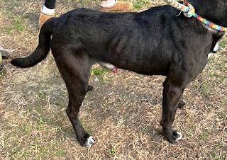 Kodiak   Handsome thumbnail 3