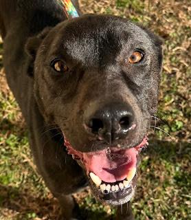 Kodiak   Handsome thumbnail 4