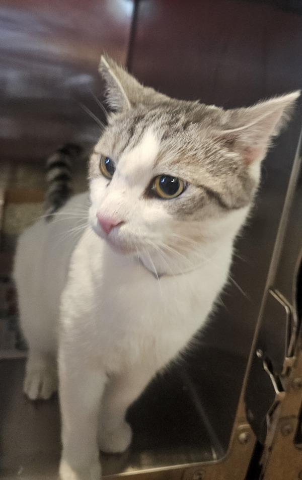 Buddy, Adoptable, Young Male Domestic Short Hair.