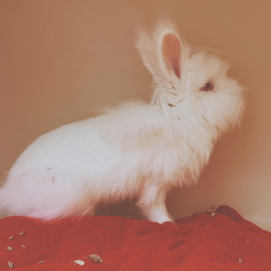 Enlarge Mr. Chowder, a Adoptable Lionhead in Hays, KS image 2/6