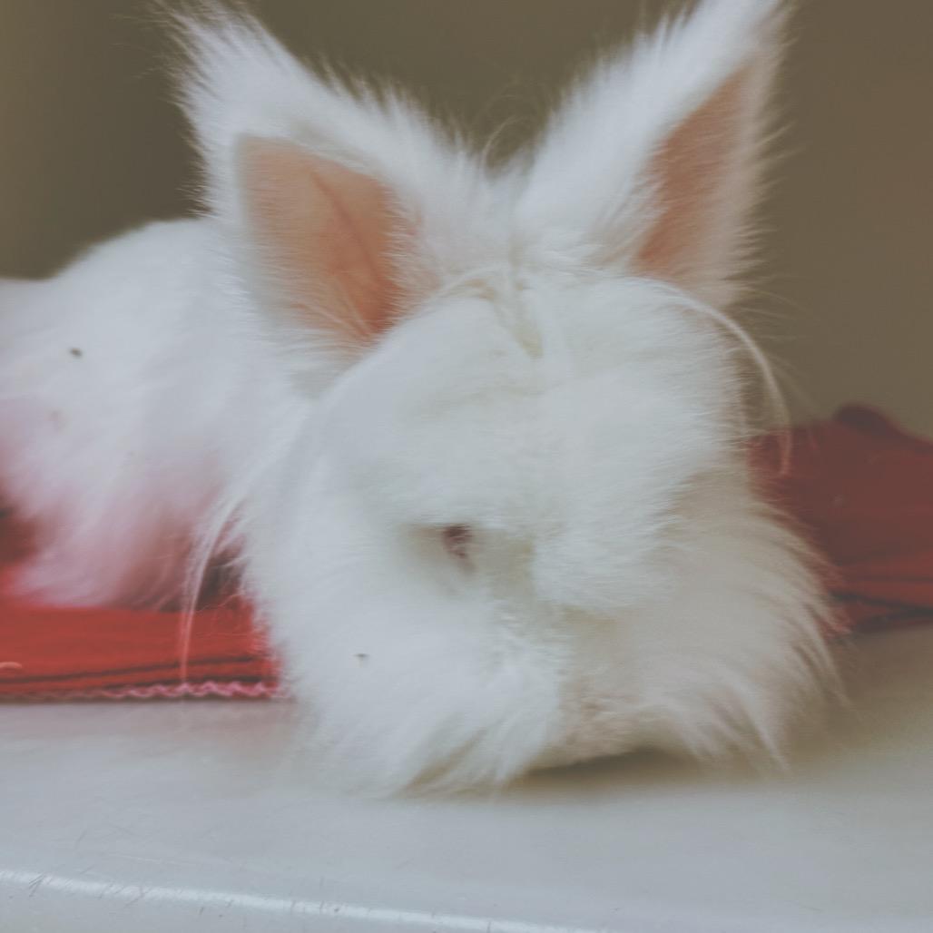 Enlarge Mr. Chowder, a Adoptable Lionhead in Hays, KS image 5/6