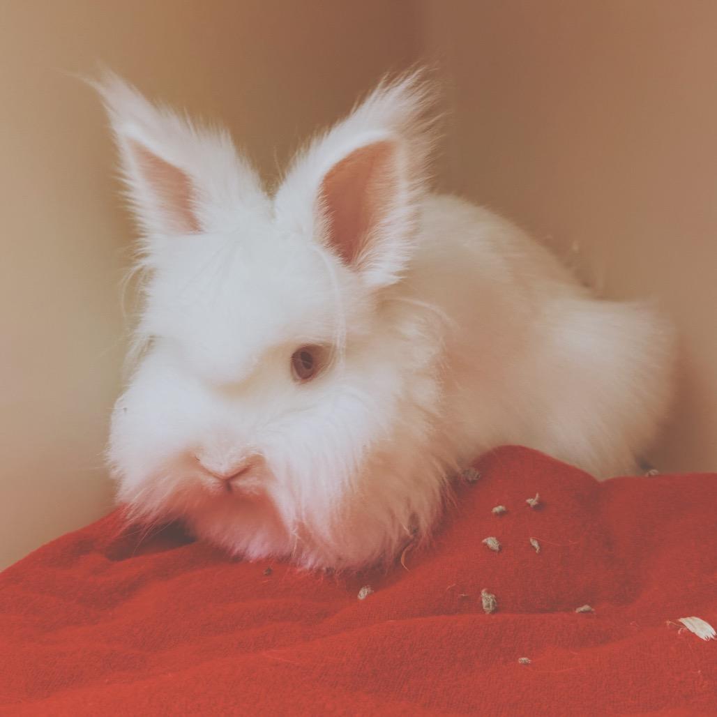 Mr. Chowder, Adoptable, Young Male Lionhead.