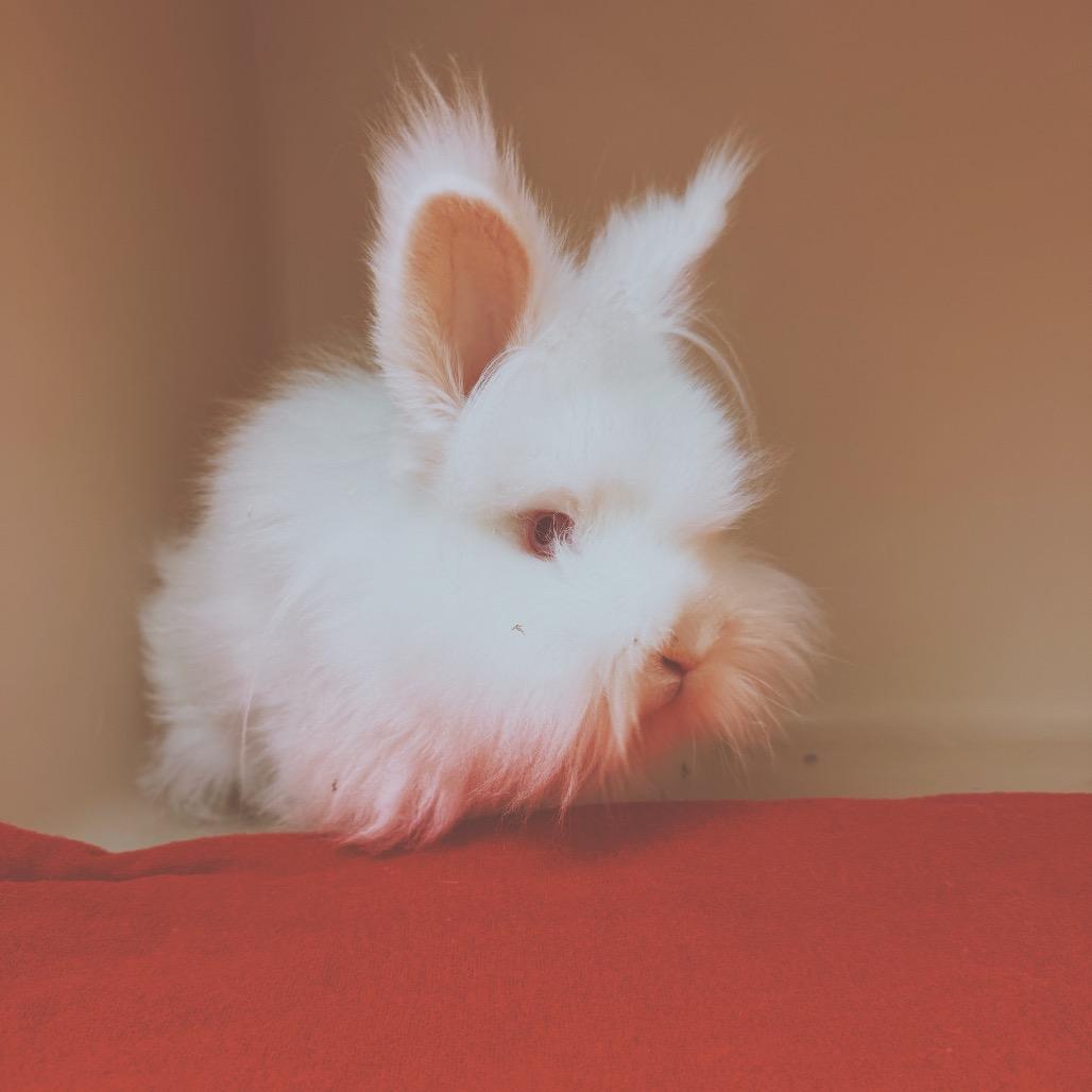 Enlarge Mr. Chowder, a Adoptable Lionhead in Hays, KS image 4/6