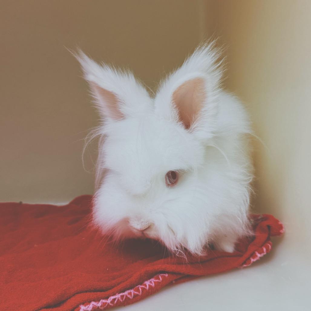 Enlarge Mr. Chowder, a Adoptable Lionhead in Hays, KS image 3/6
