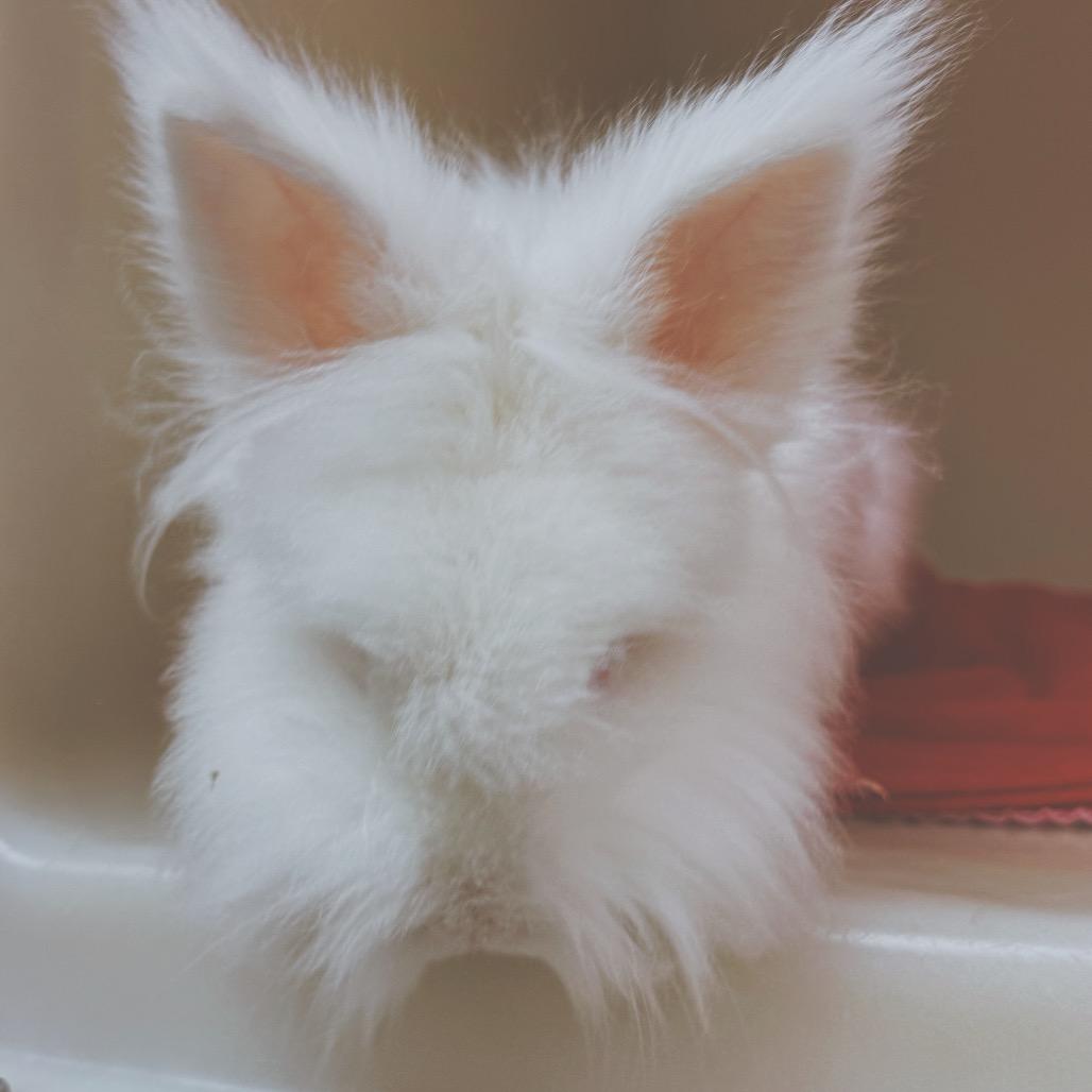 Enlarge Mr. Chowder, a Adoptable Lionhead in Hays, KS image 6/6