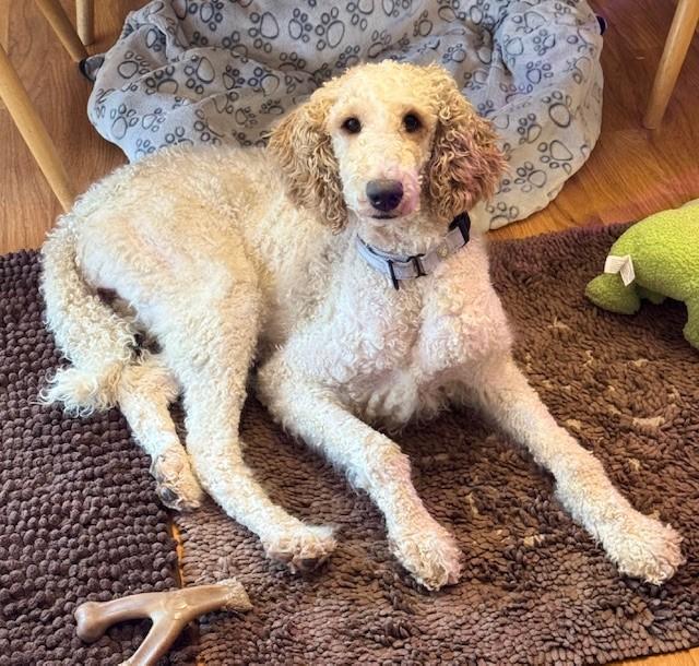 Wilma, adoptable, Adult Female Goldendoodle.