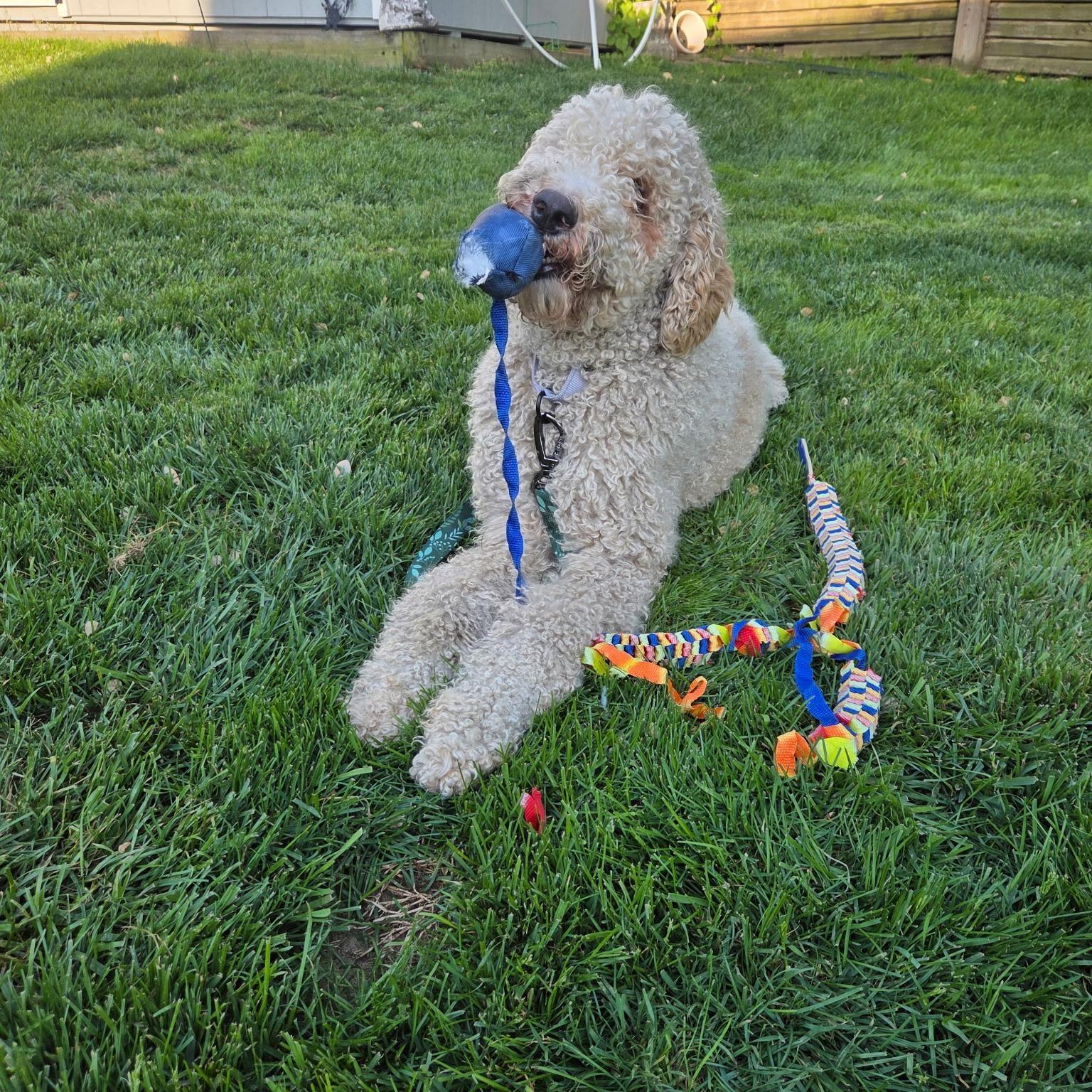 Enlarge Wilma, an adoptable Goldendoodle in Columbia, MD image 5/5