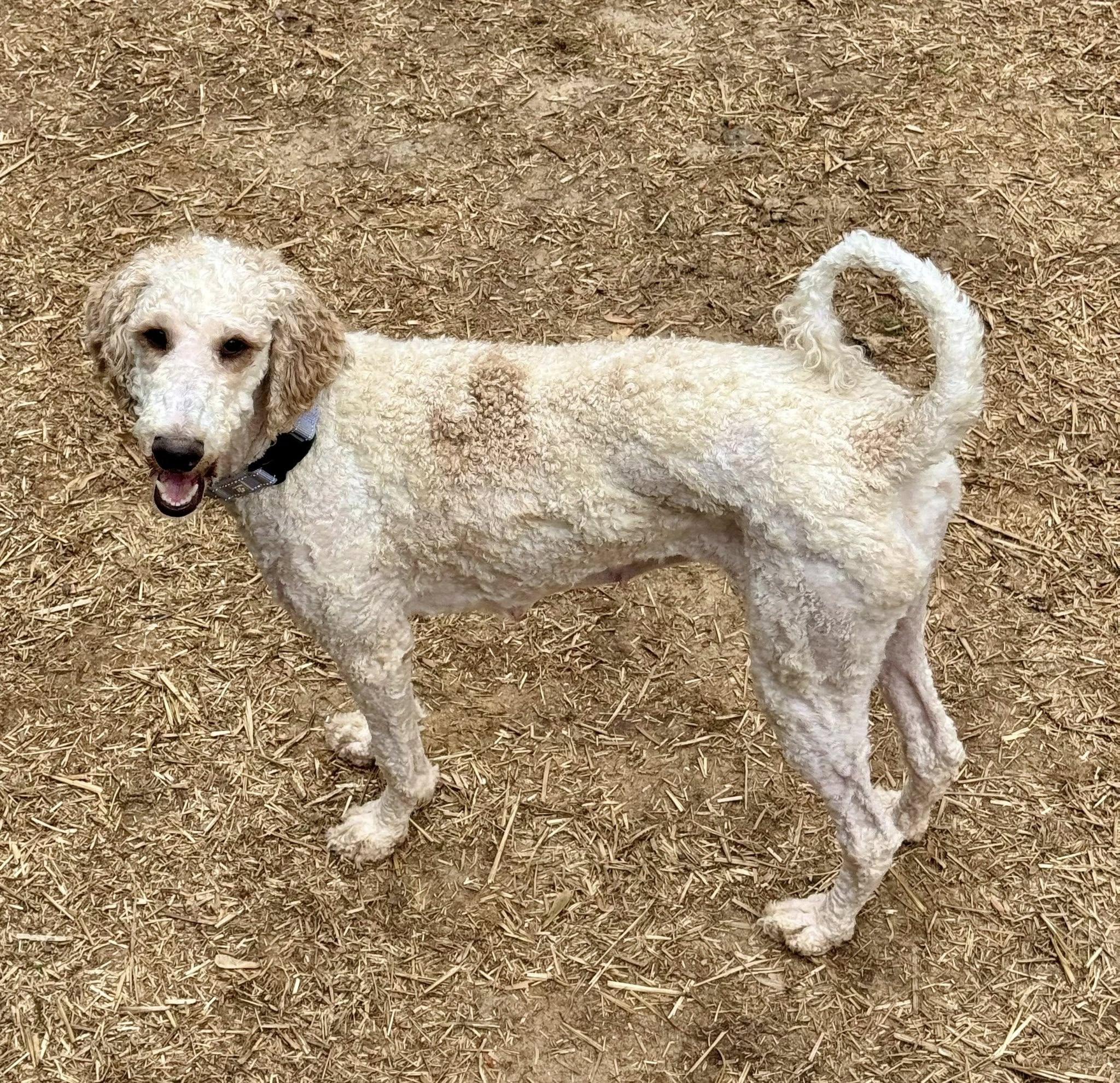 Enlarge Wilma, an adoptable Goldendoodle in Columbia, MD image 3/5