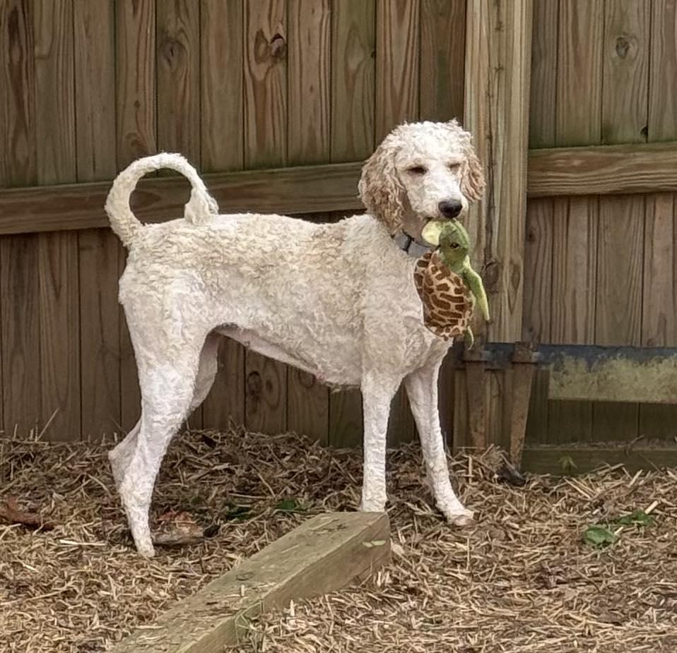 Enlarge Wilma, an adoptable Goldendoodle in Columbia, MD image 2/5