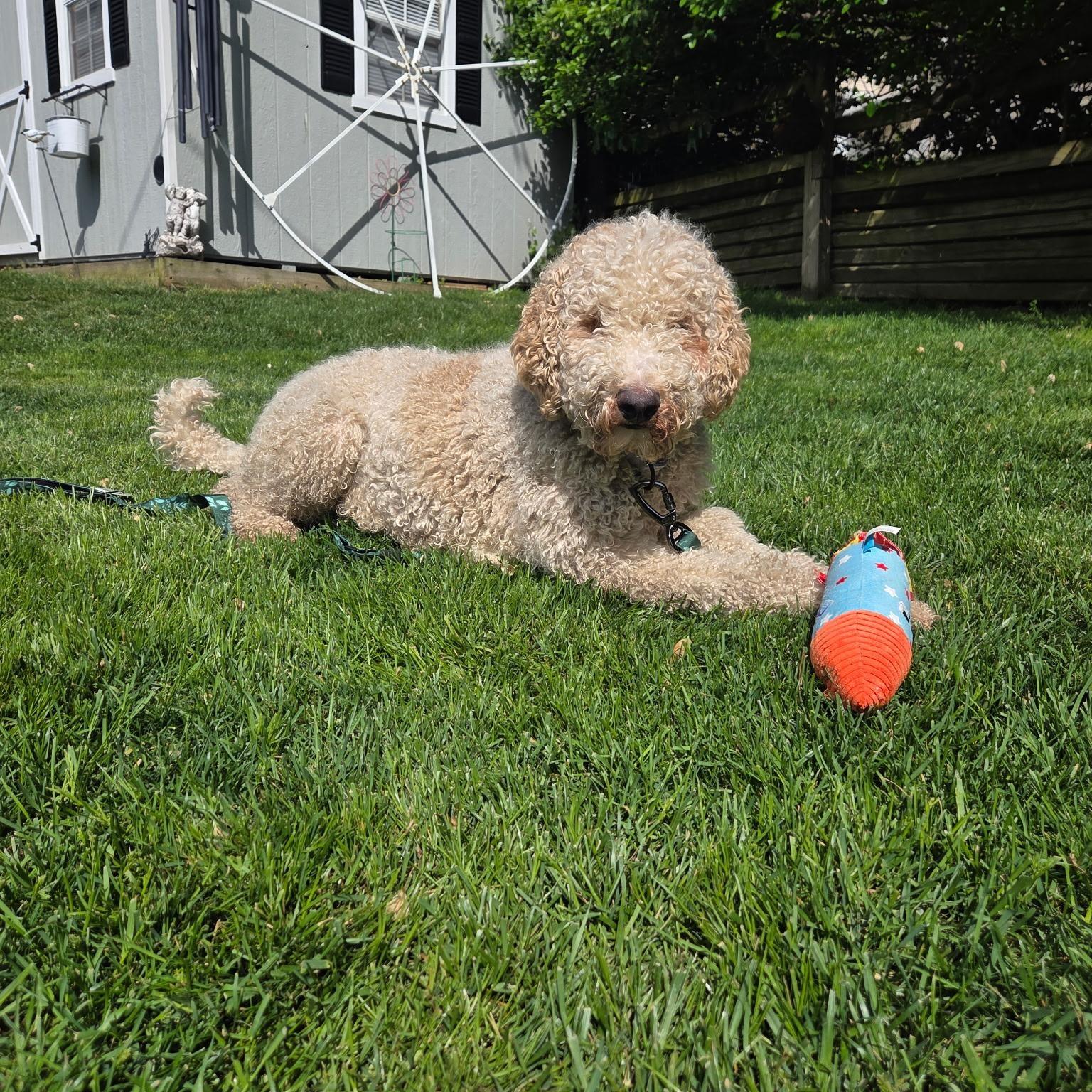 Enlarge Wilma, an adoptable Goldendoodle in Columbia, MD image 4/5